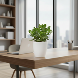 Crassula ovata (Dollar Plant, Jade Plant, Jade Tree, Money Tree)