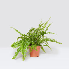Nephrolepis exaltata "Green Lady", Boston Fern or Sword Fern