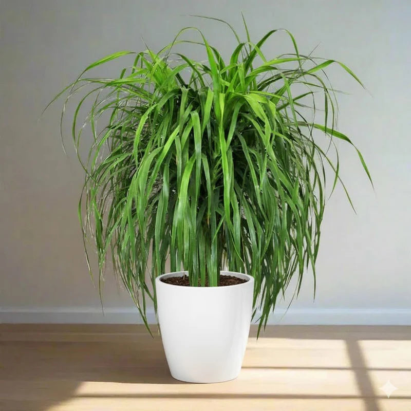 Dragon Tree - Dracaena Draco | Dubai's Gardens Pick!