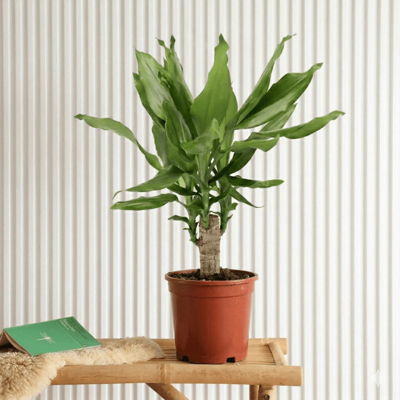 Dracaena Fragrans Green Mini | Massangeana Green Mini 30-40cm