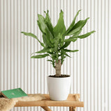 Dracaena Fragrans Green Mini | Massangeana Green Mini 30-40cm