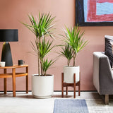 Dracaena Marginata | Dubai's Best Houseplant!