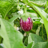 Egg Plant