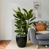 Ficus Elastica "Abidjan" - Rubber Plant (Holland) 80-100cm | UAE's Best Houseplant!