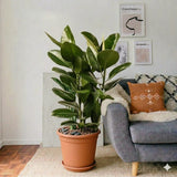 Ficus Elastica "Abidjan" - Rubber Plant (Holland) 80-100cm | UAE's Best Houseplant!