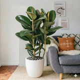 Ficus Elastica "Abidjan" - Rubber Plant (Holland) 80-100cm | UAE's Best Houseplant!