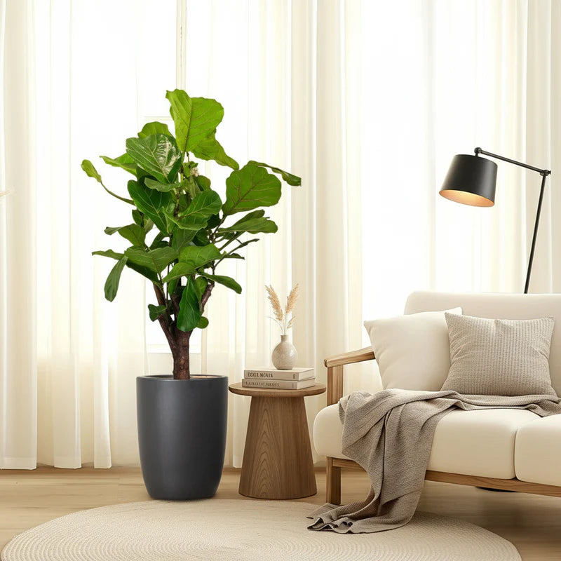 Ficus Lyrata Branched "Fiddle Leaf Fig" 1.2-1.5m