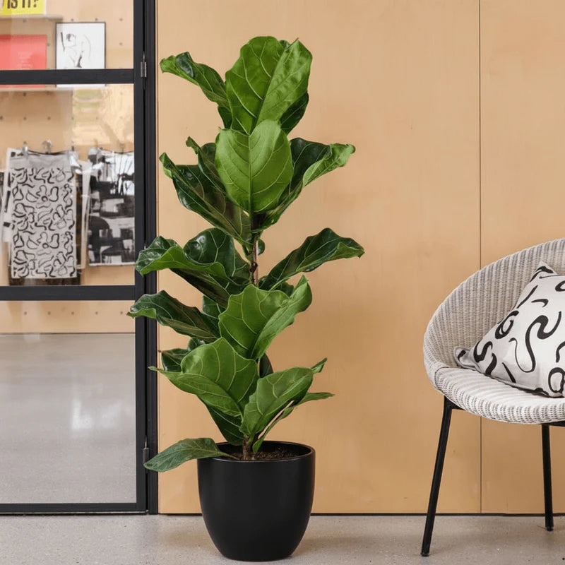 Ficus Lyrata or Fiddle Leaf Fig | Dubai's iconic Plant!