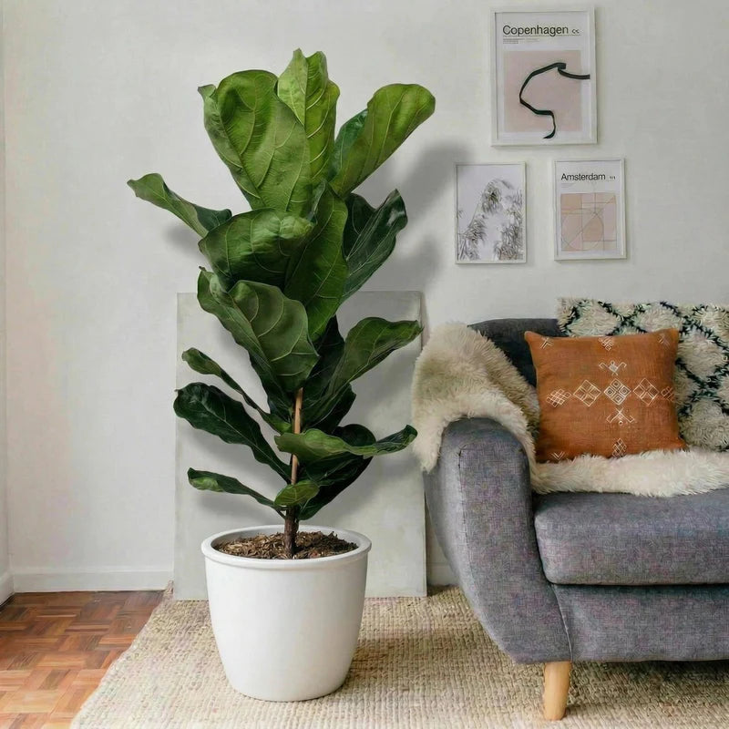 Ficus Lyrata or Fiddle Leaf Fig | Dubai's iconic Plant!