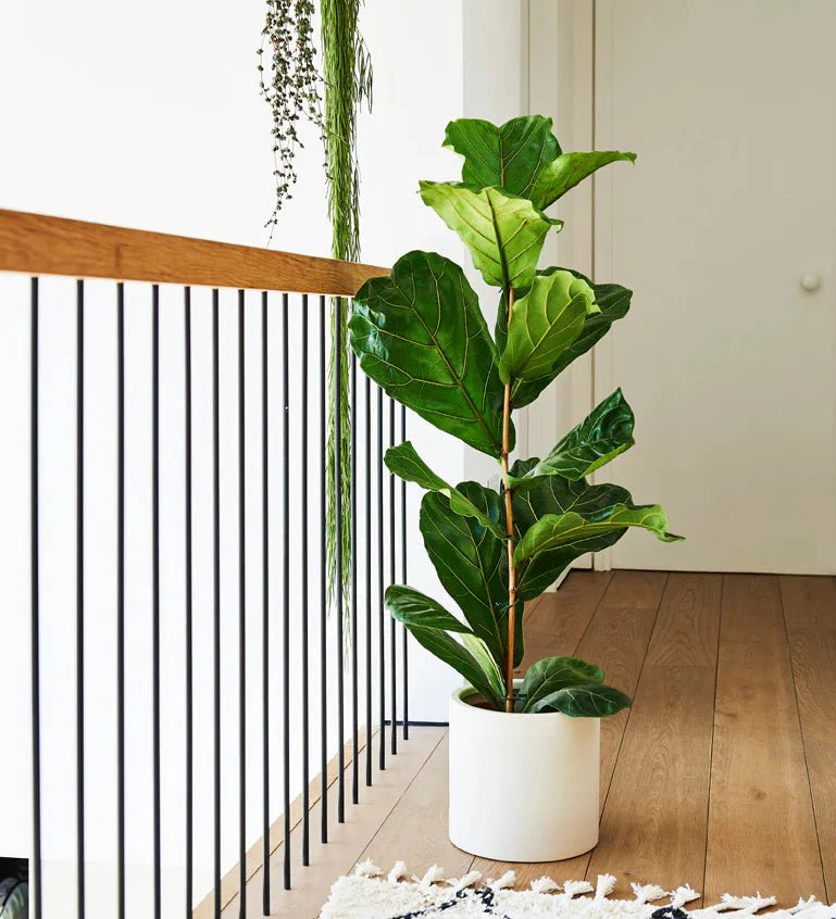 Ficus Lyrata or Fiddle Leaf Fig | Dubai's iconic Plant!