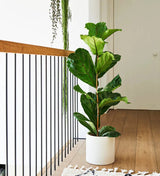 Ficus Lyrata or Fiddle Leaf Fig | Dubai's iconic Plant!