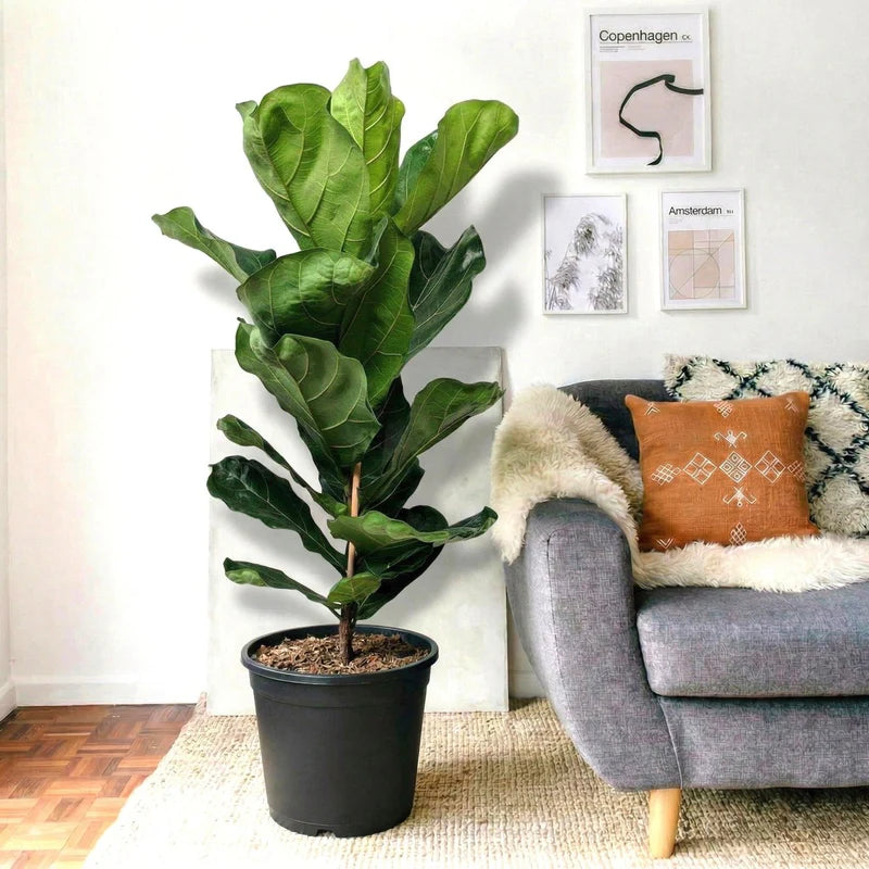 Ficus Lyrata or Fiddle Leaf Fig | Dubai's iconic Plant!