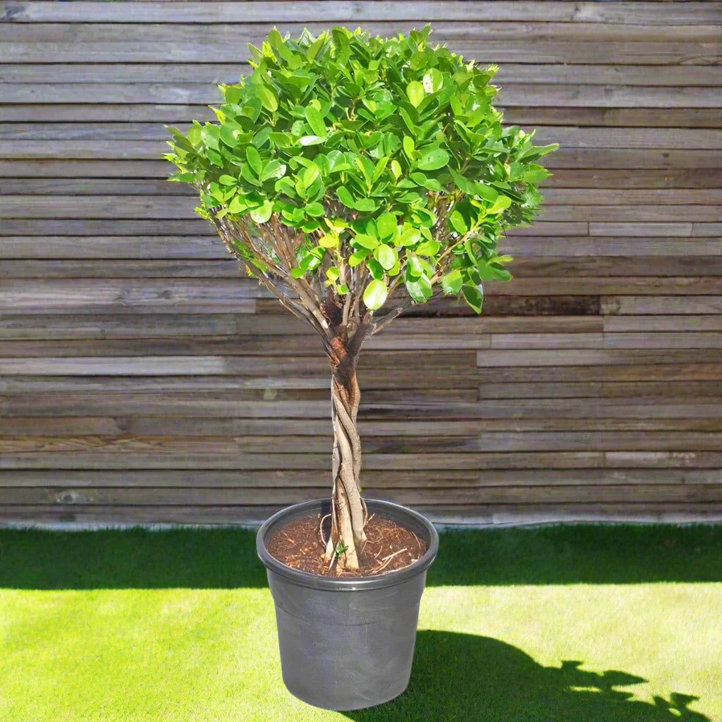 Ficus Diversifolia Twisted Trunk Topiary 1.0 - 1.5m