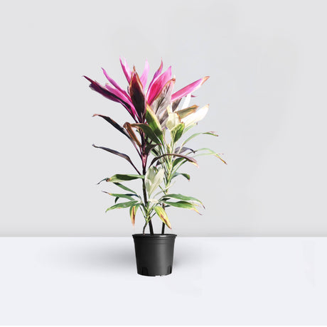 Cordyline Fruiticosa Multicolor| Ti Plant | Hawaiian Good Luck Plant