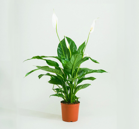 Spathiphyllum or Peace Lily "زنبق السلام"