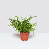 Nephrolepis exaltata "Green Lady", Boston Fern or Sword Fern