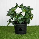 Gardenia jasminoides "Cape Jasmine"  ياسمين  (Outdoor)