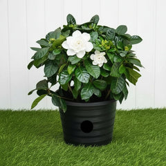 Gardenia jasminoides "Cape Jasmine"  ياسمين  (Outdoor)