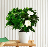 Gardenia Jasminoides or Cape Jasmine (Indoor) كيب ياسمين