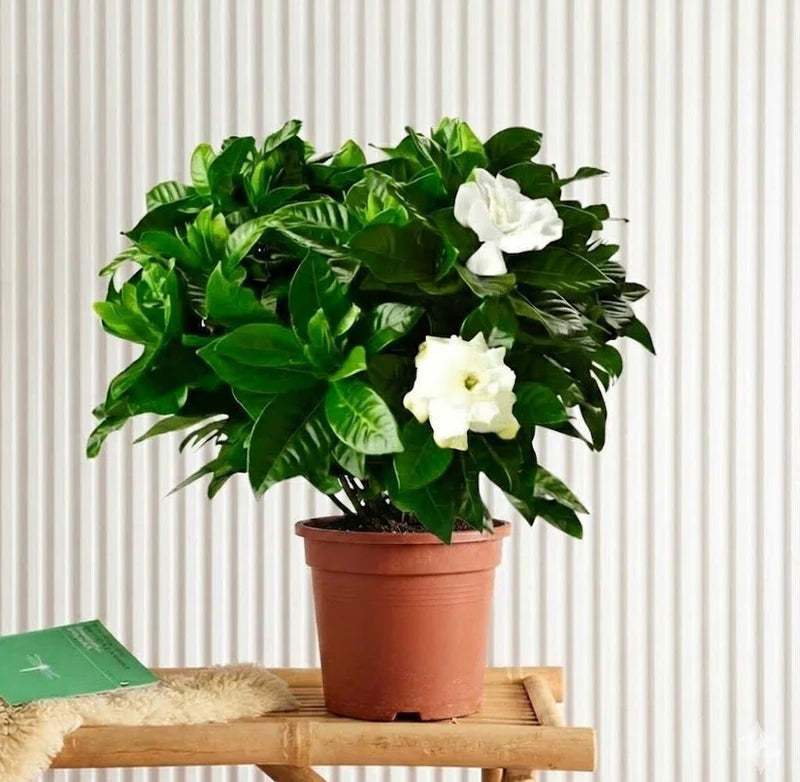 Gardenia Jasminoides or Cape Jasmine (Indoor) كيب ياسمين