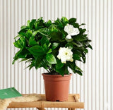 Gardenia Jasminoides or Cape Jasmine (Indoor) كيب ياسمين