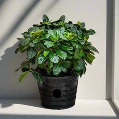 Gardenia jasminoides "Cape Jasmine"  ياسمين  (Outdoor)