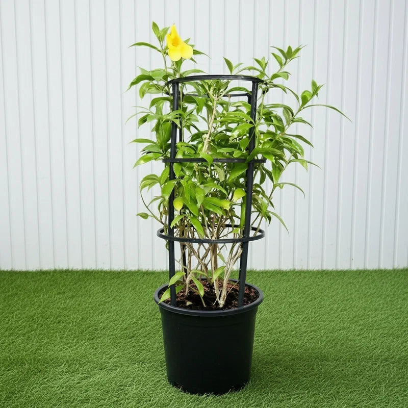 Golden Trumpet - Allamanda Cathartica (70-90cm) | UAE Garden Glory!