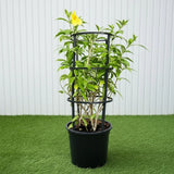 Golden Trumpet - Allamanda Cathartica (70-90cm) | UAE Garden Glory!