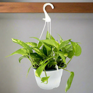Indoor Evergreen Plants