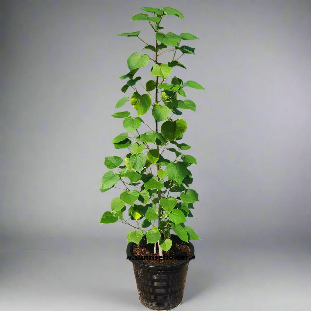 Hibiscus tiliaceus "Beach Hibiscus"