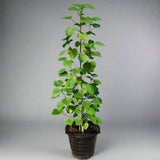 Hibiscus tiliaceus "Beach Hibiscus"