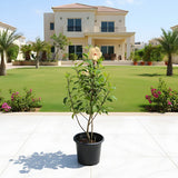 Compact Hibiscus Cream Plant - 0.5-0.6m | Dubai Garden choice!