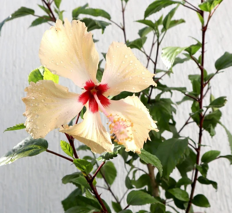 Compact Hibiscus Cream Plant - 0.5-0.6m | Dubai Garden choice!
