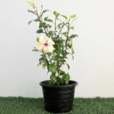 Compact Hibiscus Cream Plant - 0.5-0.6m | Dubai Garden choice!