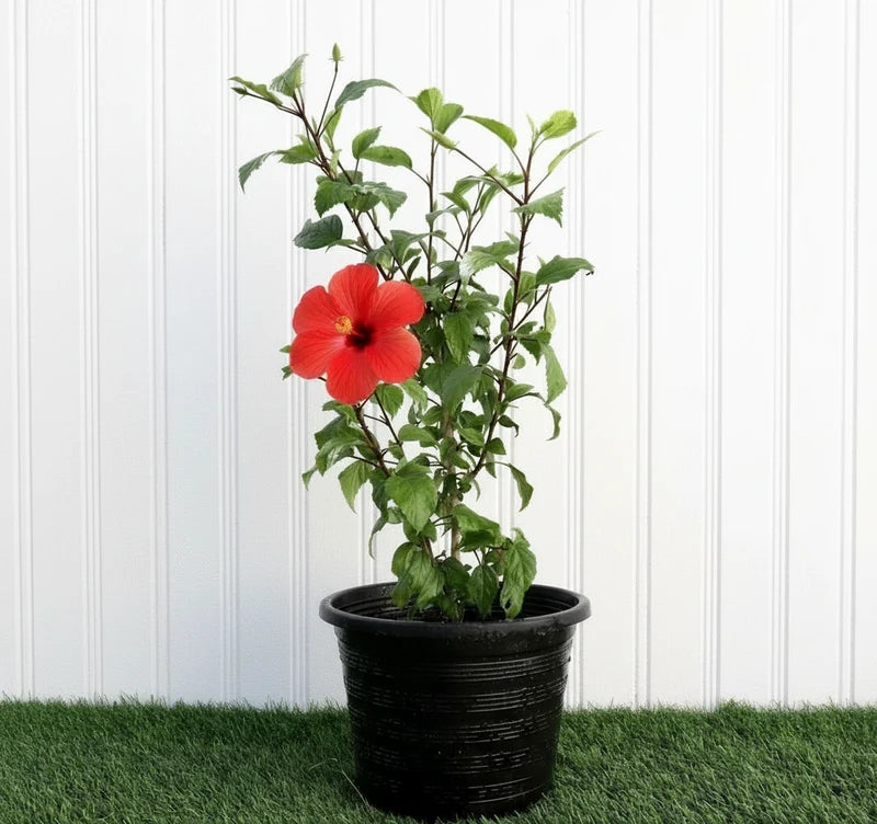 🌺 Hibiscus Rosa (Sinensis Red) | Dubai's Top China Rose Variety!