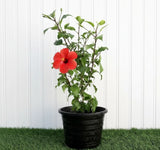 🌺 Hibiscus Rosa (Sinensis Red) | Dubai's Top China Rose Variety!