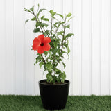 🌺 Hibiscus Rosa (Sinensis Red) | Dubai's Top China Rose Variety!
