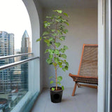 Hibiscus tiliaceus "Beach Hibiscus"