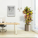 Codiaeum variegatum (Croton),  Mrs Iceton