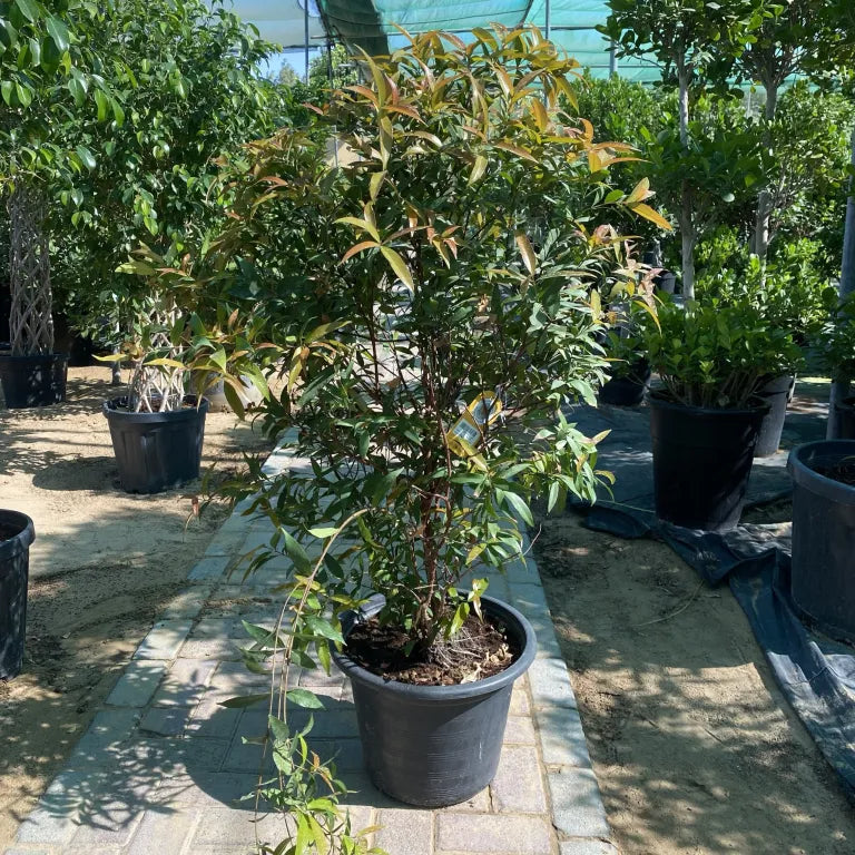 Syzygium Australe Christina