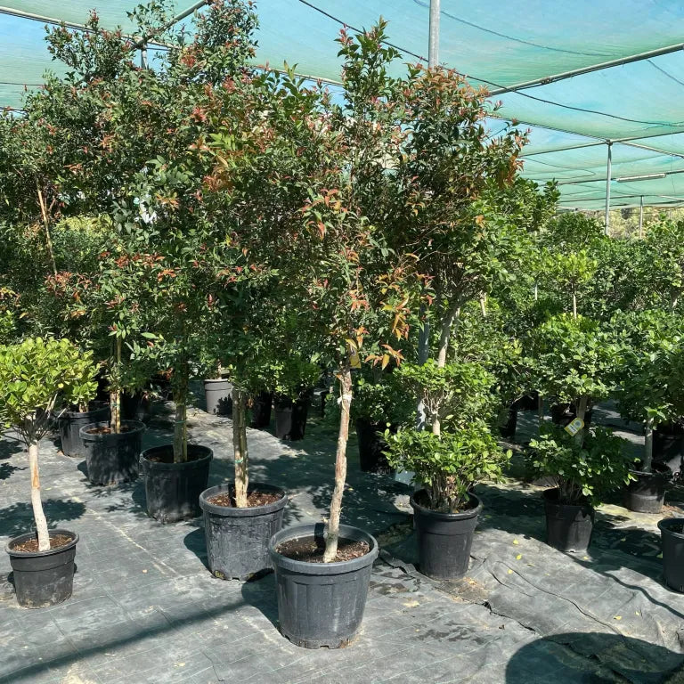Syzygium Australe Christina