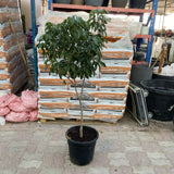 Lychee Plant 1.2-1.5m