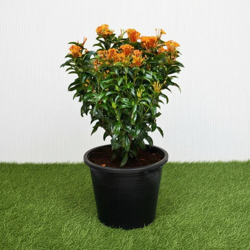 Ixora chinensis Yellow 25-50cm | Dubai Gardens Bright Beauty!