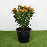 Ixora chinensis Yellow 25-50cm | Dubai Gardens Bright Beauty!