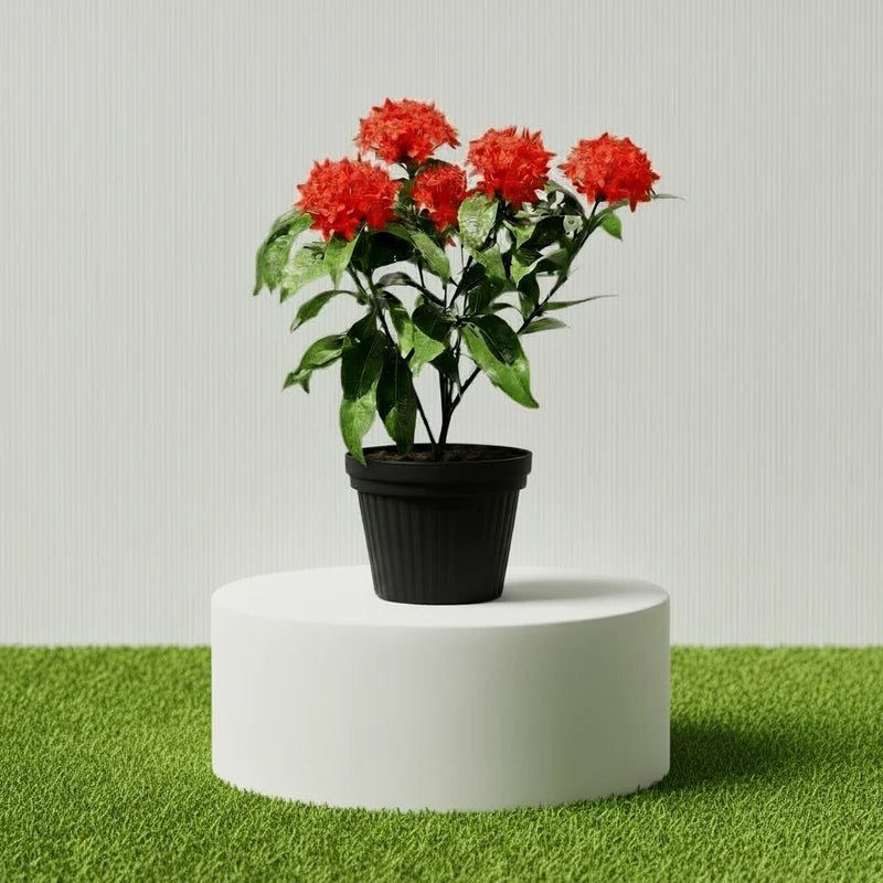 Ixora Coccinea Miniature 0.25-0.3m