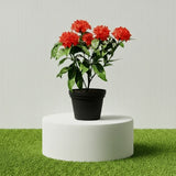 Ixora Coccinea Miniature 0.25-0.3m
