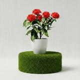Ixora Coccinea Miniature 0.25-0.3m