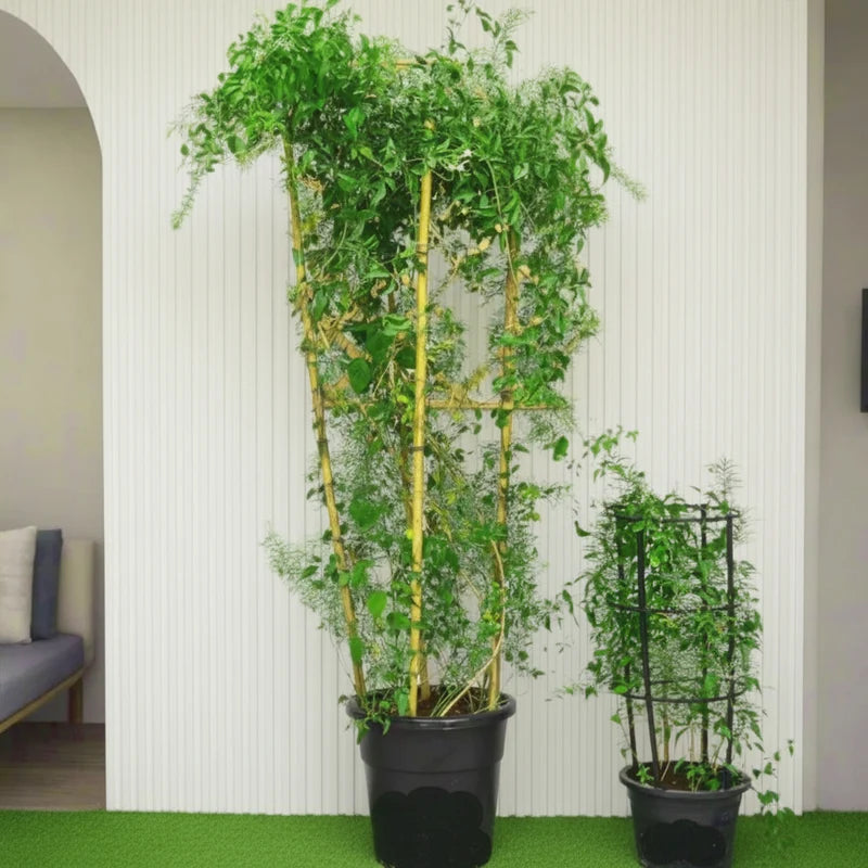 Jasminum grandiflora Or Jasmine Climber 0.8 - 1.5m