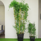 Jasminum grandiflora Or Jasmine Climber 0.8 - 1.5m