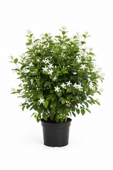 Jasminum grandiflora Or Jasmine Climber 0.8 - 1.5m